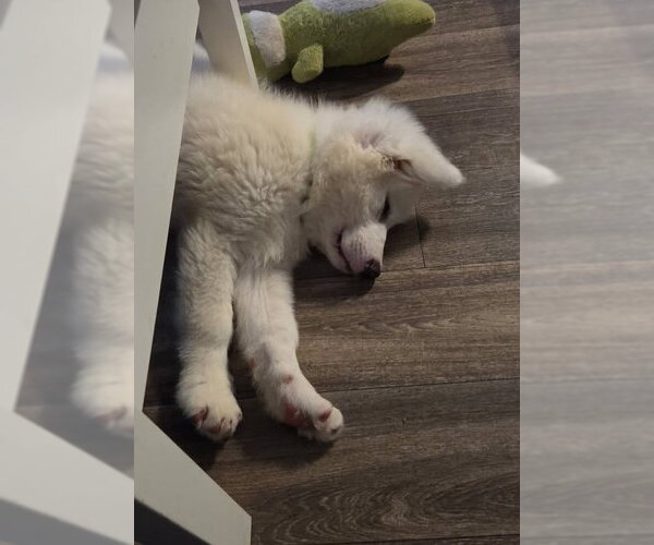 Medium Photo #5 Great Pyrenees Puppy For Sale in Dallas, TX, USA