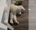 Small #4 Great Pyrenees