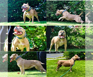 Mother of the American Bully puppies born on 06/18/2024
