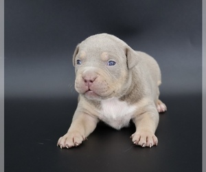 American Bully Puppy for sale in CHAMPAIGN, IL, USA