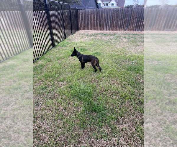 Medium Photo #5 Mutt Puppy For Sale in Imlay City, MI, USA