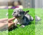 Small #21 French Bulldog