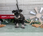 Puppy Fiona Schnauzer (Miniature)
