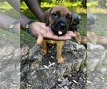 Small Photo #7 Cane Corso Puppy For Sale in UPPER MARLBORO, MD, USA