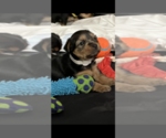 Small Photo #3 Yorkshire Terrier Puppy For Sale in NORCO, CA, USA