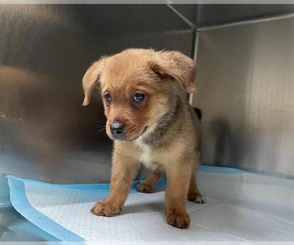 Medium Photo #1 German Shepherd Dog-Unknown Mix Puppy For Sale in Pasadena, CA, USA