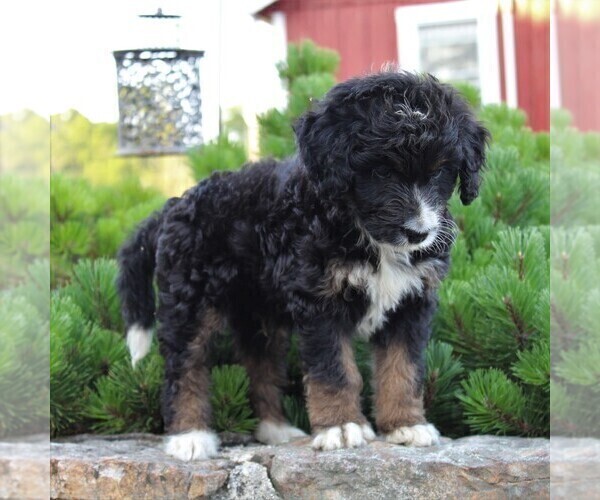 Medium Photo #3 Miniature Australian Shepherd-Poodle (Standard) Mix Puppy For Sale in BLAIN, PA, USA