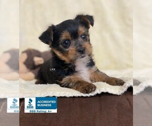 Yorkshire Terrier Puppy for sale in WINNSBORO, LA, USA