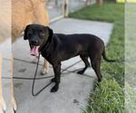 Small Labrador Retriever