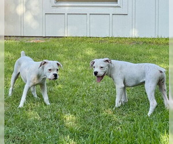 Medium Photo #5 Boxer Puppy For Sale in  Katy, TX, USA