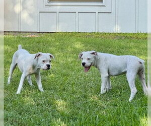 WAYNE - Male Boxer Dog for Adoption - Photo #5