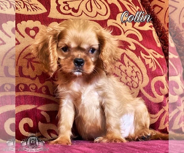Medium Photo #4 Cavalier King Charles Spaniel Puppy For Sale in MIAMI, FL, USA