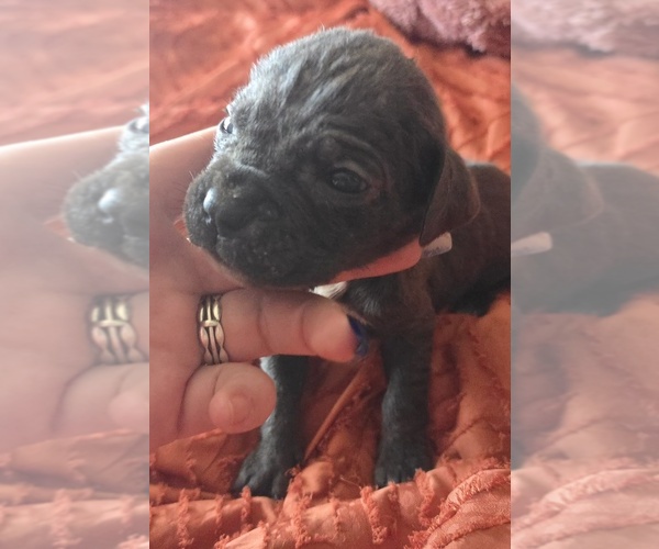 Medium Photo #37 Cane Corso Puppy For Sale in HENRY, VA, USA