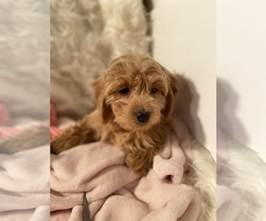 Goldendoodle (Miniature) Puppy for sale in LOS ANGELES, CA, USA