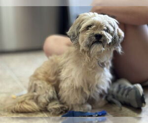 Medium Shih Tzu Mix