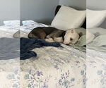 Small #2 Bullboxer Pit
