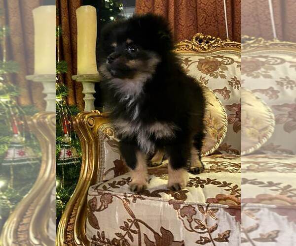 Medium Photo #5 Pomeranian Puppy For Sale in ARNOLD, MD, USA