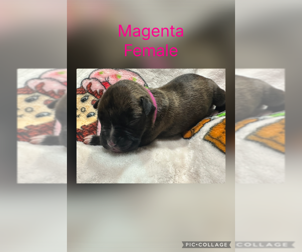 Medium Photo #6 Boxer Puppy For Sale in RALEIGH, NC, USA