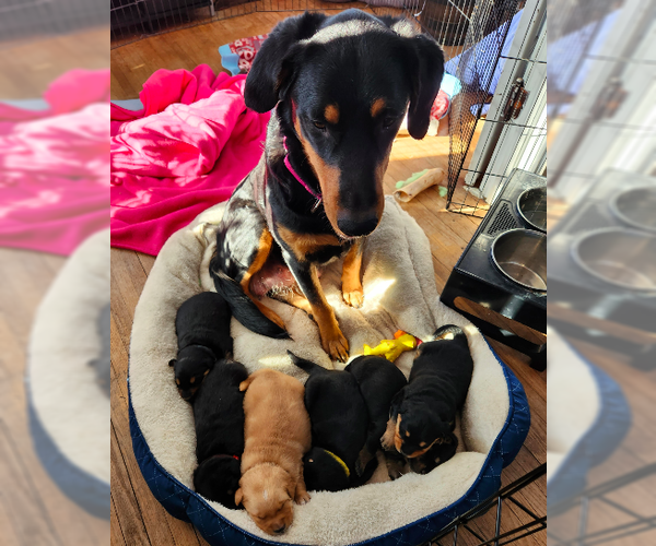 Medium Photo #8 Rottweiler-Unknown Mix Puppy For Sale in Brooklyn Center, MN, USA