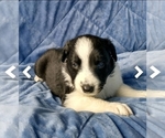 Small Photo #2 Border Collie Puppy For Sale in NEW YORK MILLS, MN, USA