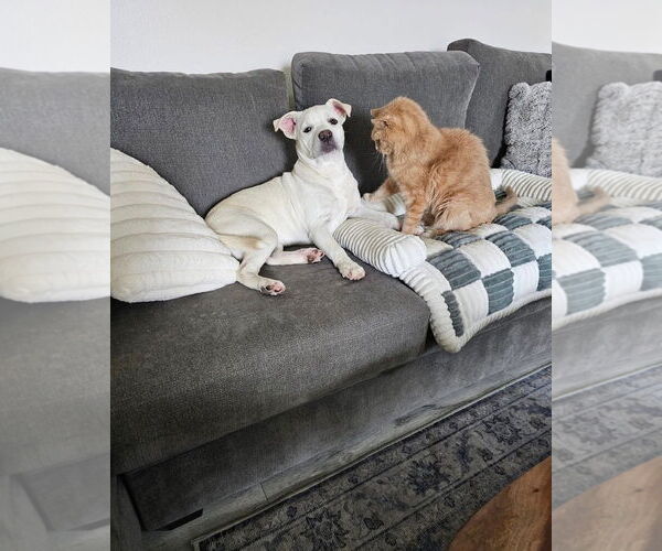 Medium Photo #9 American Pit Bull Terrier-Labrador Retriever Mix Puppy For Sale in Redlands, CA, USA