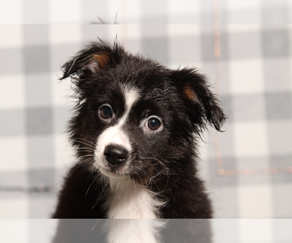 Medium Photo #1 Miniature Australian Shepherd Puppy For Sale in MARIETTA, GA, USA