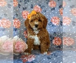 Small Photo #1 Poodle (Miniature) Puppy For Sale in NEW PROVIDENCE, PA, USA