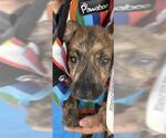 Small #1 American Pit Bull Terrier Mix