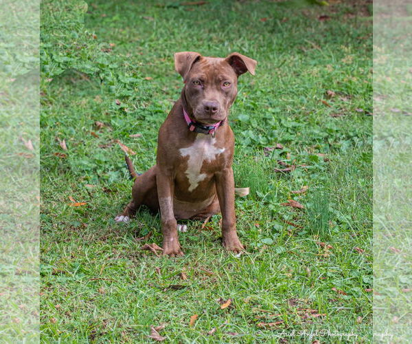 Medium Photo #8 American Pit Bull Terrier-Chocolate Labrador retriever Mix Puppy For Sale in Munford, TN, USA