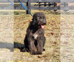 Bordoodle Puppy for sale in CARLISLE, KY, USA