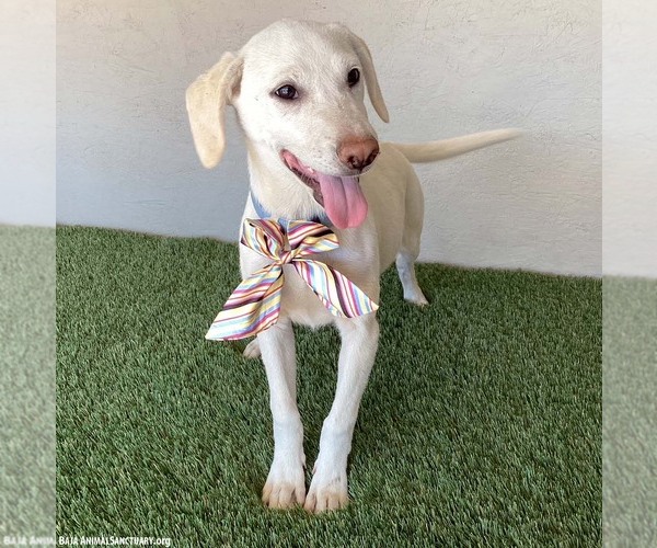 Medium Photo #2 Mutt Puppy For Sale in San Diego, CA, USA