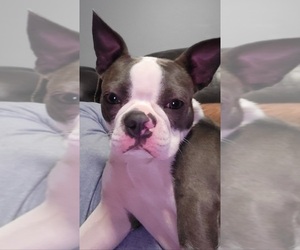 Mother of the Boston Terrier puppies born on 11/01/2025