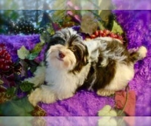 Father of the Havanese puppies born on 03/01/2022
