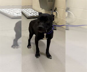 Labrador Retriever-Unknown Mix Dogs for adoption in Sanford, FL, USA