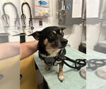 Small Chiweenie
