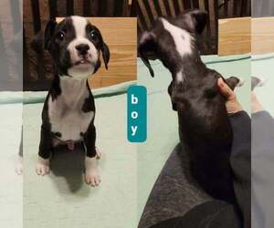Boxer Puppy for sale in WARREN, MI, USA