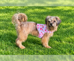 Mutt Dogs for adoption in Allentown,, PA, USA