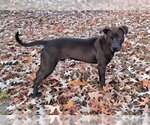 Small Photo #3 Labrador Retriever-Unknown Mix Puppy For Sale in Germanton, TN, USA