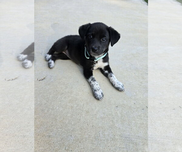 Medium Photo #2 Labsky Puppy For Sale in Hillsboro, MO, USA