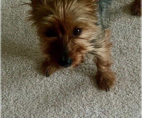 Medium Photo #5 Mutt Puppy For Sale in Allentown,, PA, USA