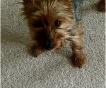 Small #4 Mutt