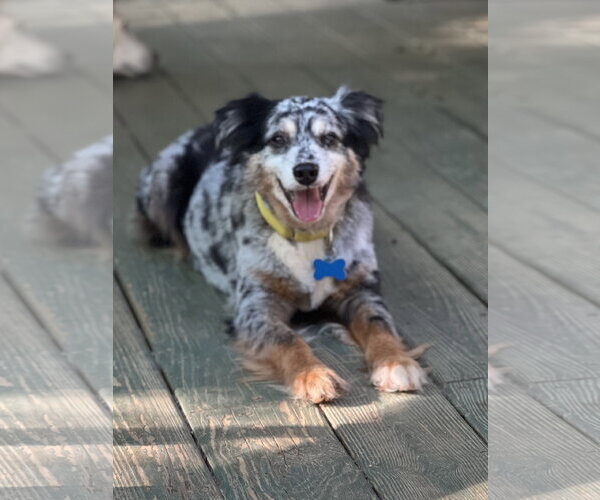 Medium Photo #3 Australian Shepherd Puppy For Sale in Lakemont, GA, USA