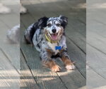 Small #2 Australian Shepherd