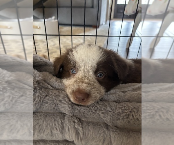 Medium Photo #15 Border Collie Puppy For Sale in MARYVILLE, TN, USA