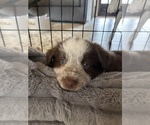 Small Photo #15 Border Collie Puppy For Sale in MARYVILLE, TN, USA