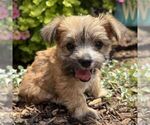 Small #2 Morkie