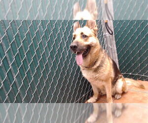 German Shepherd Dog Dogs for adoption in Downey, CA, USA