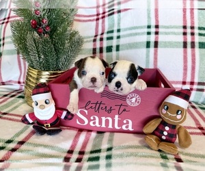 Boston Terrier Puppy for sale in OROVILLE, CA, USA