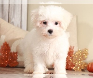 Maltese Puppy for sale in MOUNT VERNON, OH, USA