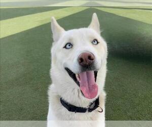 German Shepherd Dog-Unknown Mix Dogs for adoption in Martinez, CA, USA